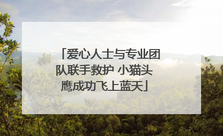 爱心人士与专业团队联手救护 小猫头鹰成功飞上蓝天
