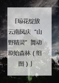 琼花绽放 云南凤庆“山野精灵”舞动原始森林（组图）