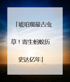琥珀现最古虫草！寄生蚂蚁历史达亿年