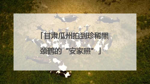 甘肃瓜州拍到珍稀黑颈鹤的“安家照”