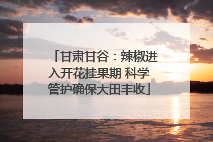 甘肃甘谷：辣椒进入开花挂果期 科学管护确保大田丰收