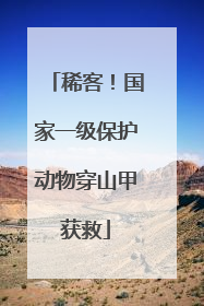稀客！国家一级保护动物穿山甲获救