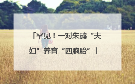 罕见！一对朱鹮“夫妇”养育“四胞胎”