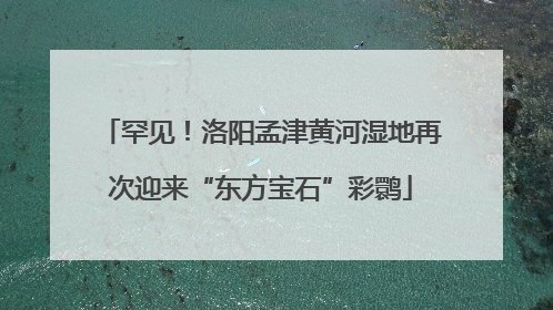 罕见！洛阳孟津黄河湿地再次迎来“东方宝石”彩鹮