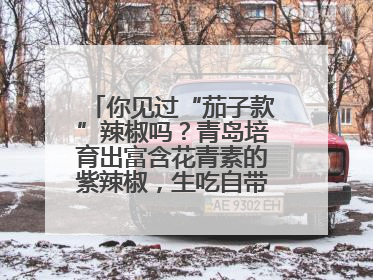 你见过“茄子款”辣椒吗？青岛培育出富含花青素的紫辣椒，生吃自带水果甜
