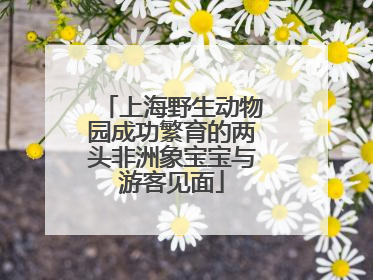 上海野生动物园成功繁育的两头非洲象宝宝与游客见面