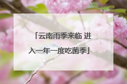 云南雨季来临 进入一年一度吃菌季