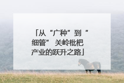 从“广种”到“细管” 关岭枇杷产业的跃升之路
