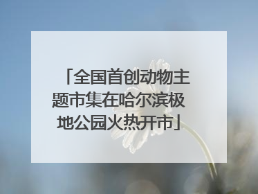 全国首创动物主题市集在哈尔滨极地公园火热开市
