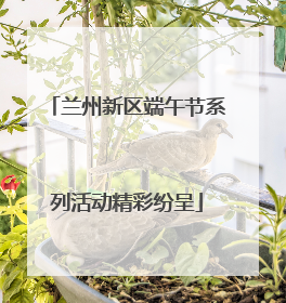 兰州新区端午节系列活动精彩纷呈