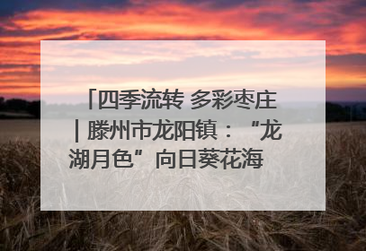 四季流转 多彩枣庄｜滕州市龙阳镇：“龙湖月色”向日葵花海 绘就乡村振兴新画卷