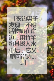 夜钓男子发现一不明活物趴在岸边，用竹竿将其拨入水中后，它又爬回岸边……