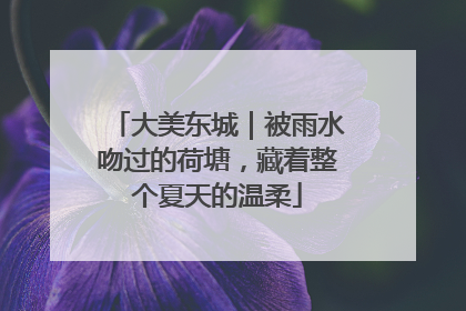 大美东城｜被雨水吻过的荷塘，藏着整个夏天的温柔