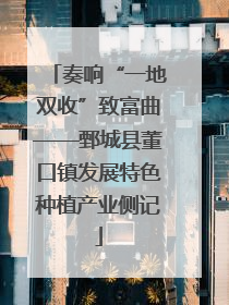 奏响“一地双收”致富曲——鄄城县董口镇发展特色种植产业侧记