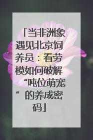 当非洲象遇见北京饲养员：看劳模如何破解“吨位萌宠”的养成密码