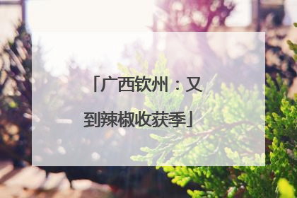 广西钦州：又到辣椒收获季