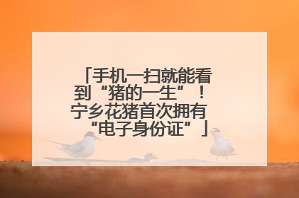 手机一扫就能看到“猪的一生”！宁乡花猪首次拥有“电子身份证”