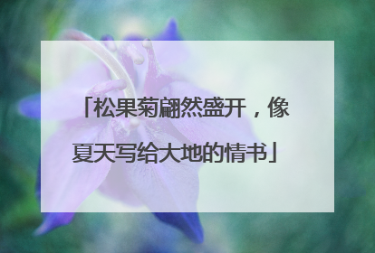 松果菊翩然盛开，像夏天写给大地的情书