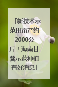 新技术示范田亩产约2000公斤！海南甘薯示范种植有好消息