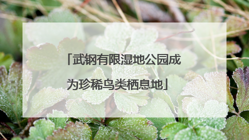 武钢有限湿地公园成为珍稀鸟类栖息地