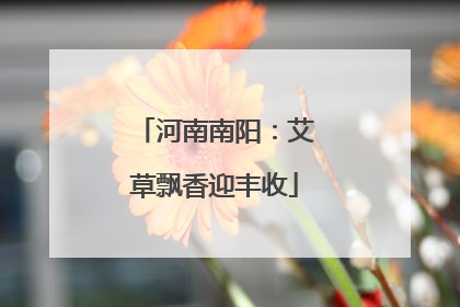 河南南阳：艾草飘香迎丰收
