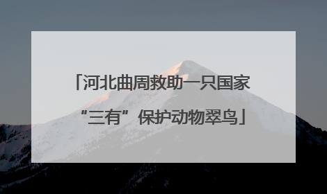 河北曲周救助一只国家“三有”保护动物翠鸟