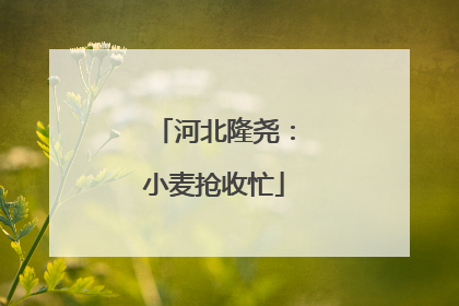 河北隆尧：小麦抢收忙