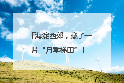 海淀西郊，藏了一片“月季梯田”