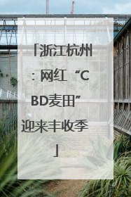 浙江杭州：网红“CBD麦田”迎来丰收季