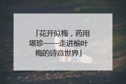 花开似梅，药用堪珍——走进榆叶梅的诗意世界