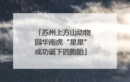 苏州上方山动物园华南虎“星星”成功诞下四胞胎