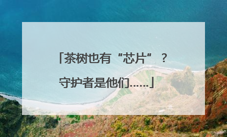 茶树也有“芯片”？守护者是他们……