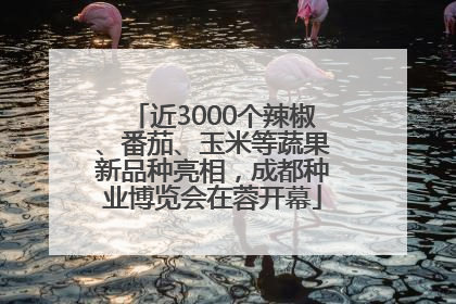近3000个辣椒、番茄、玉米等蔬果新品种亮相，成都种业博览会在蓉开幕