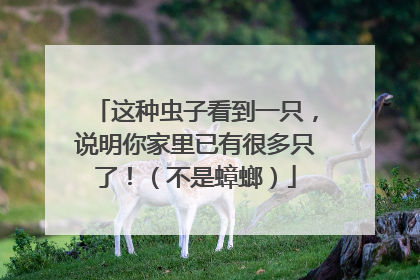 这种虫子看到一只，说明你家里已有很多只了！（不是蟑螂）