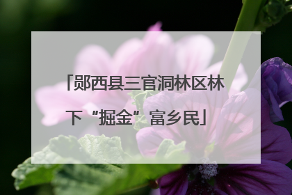 郧西县三官洞林区林下“掘金”富乡民