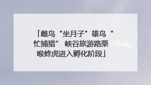 雌鸟“坐月子”雄鸟“忙捕猎” 峡谷旅游路栗喉蜂虎进入孵化阶段