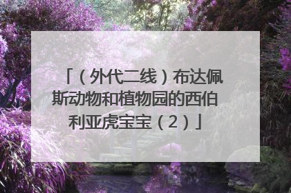 （外代二线）布达佩斯动物和植物园的西伯利亚虎宝宝（2）