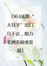 9只成都“大耳羊”出口乌干达，助力非洲养殖业发展